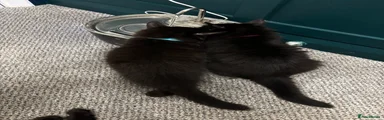 Fluffy mix longhair