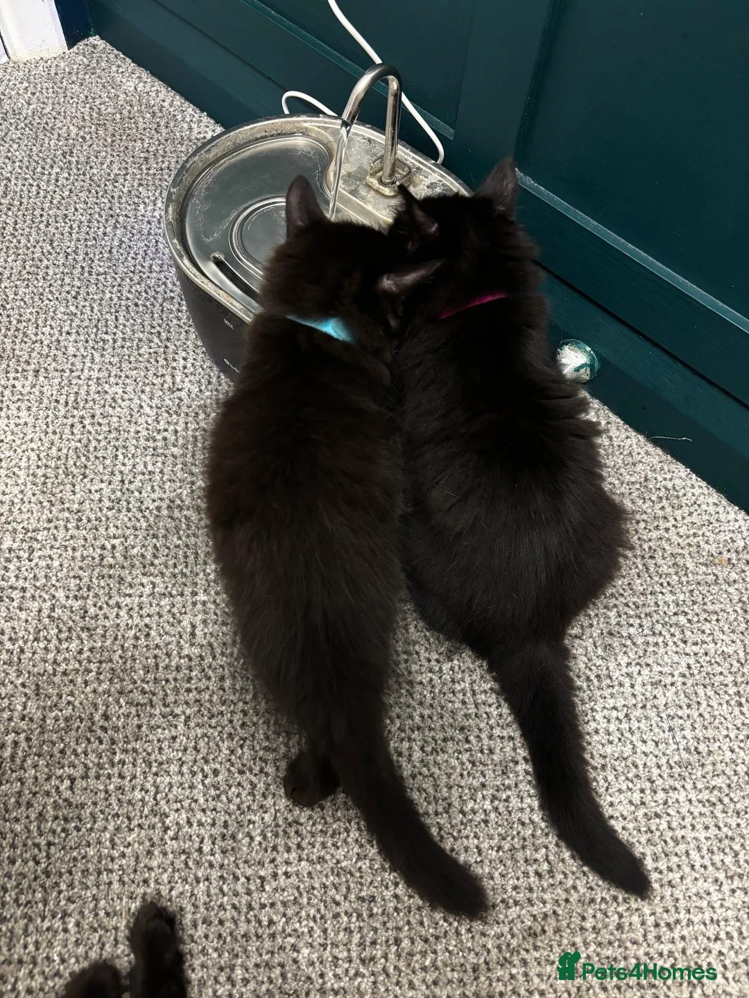 British Longhair cats for sale: Gorgeous,fluffy,mixed breed long haired kittens - Advert 2