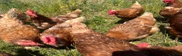 Chickens poultry for sale: Organic Hy-line hens - Advert 1