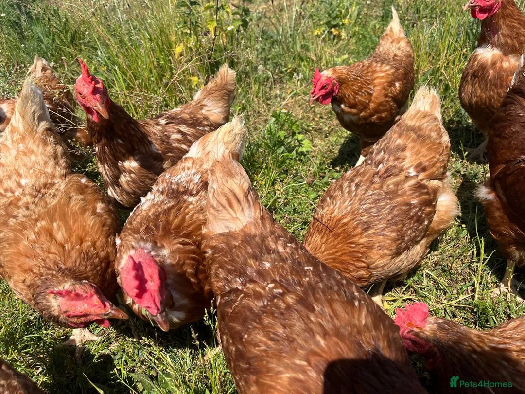 Chickens poultry for sale: Organic Hy-line hens - Advert 1