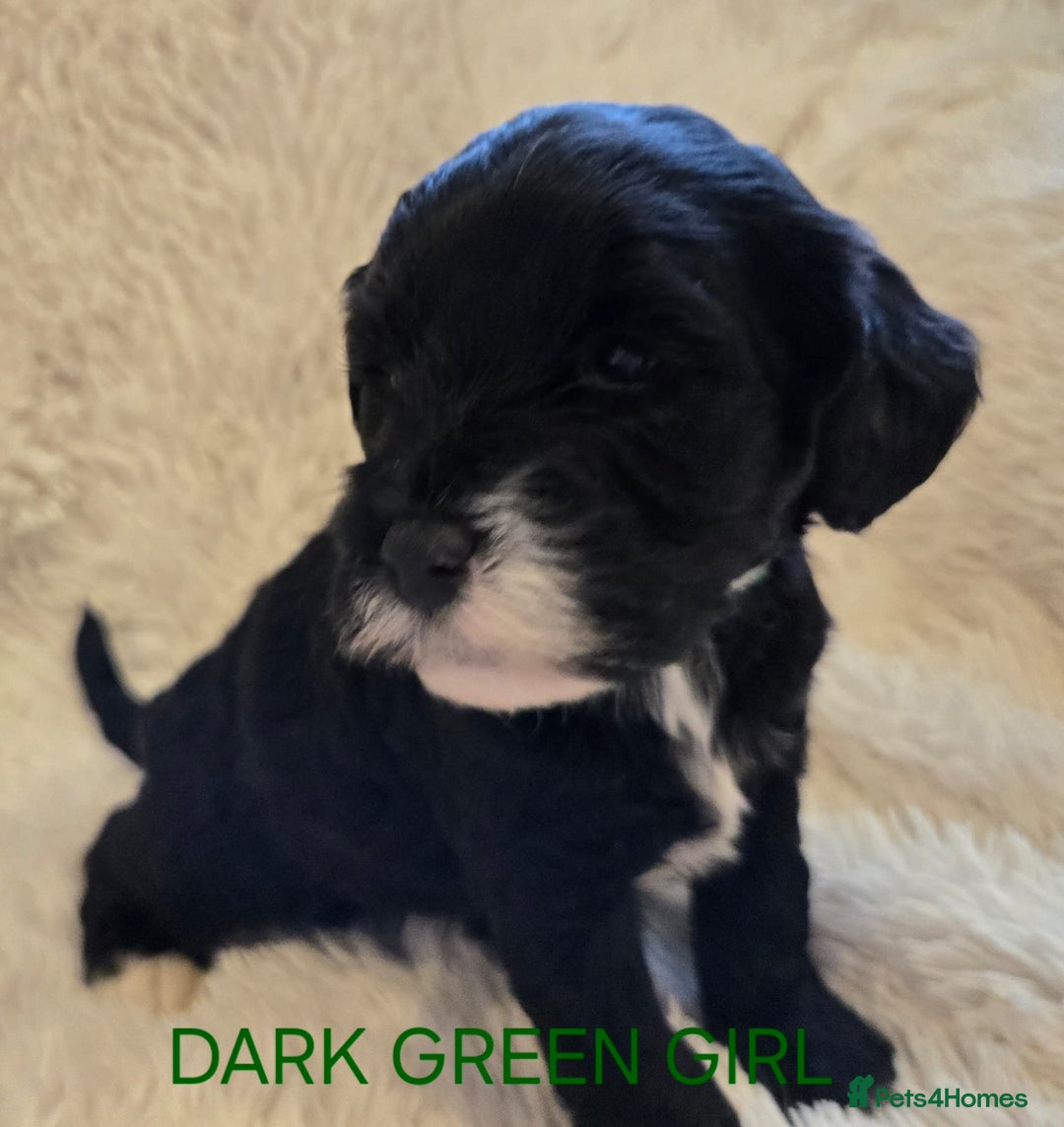 Tibetan Terrier dogs for sale: Adorable fluffy TToodle puppies  - Image 17