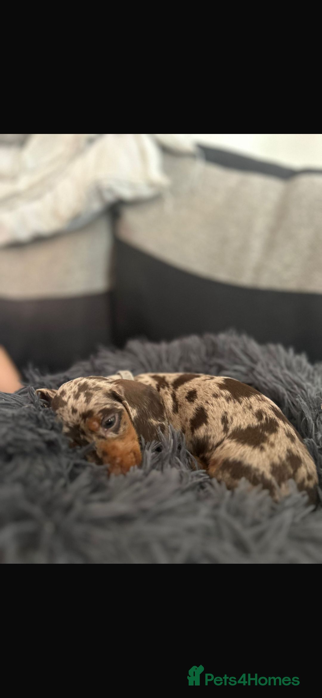 Miniature Dachshund dogs for sale: Miniature dachshunds  - Image 8