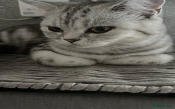 British Shorthair cats for sale: British short hair female xl - Image 3