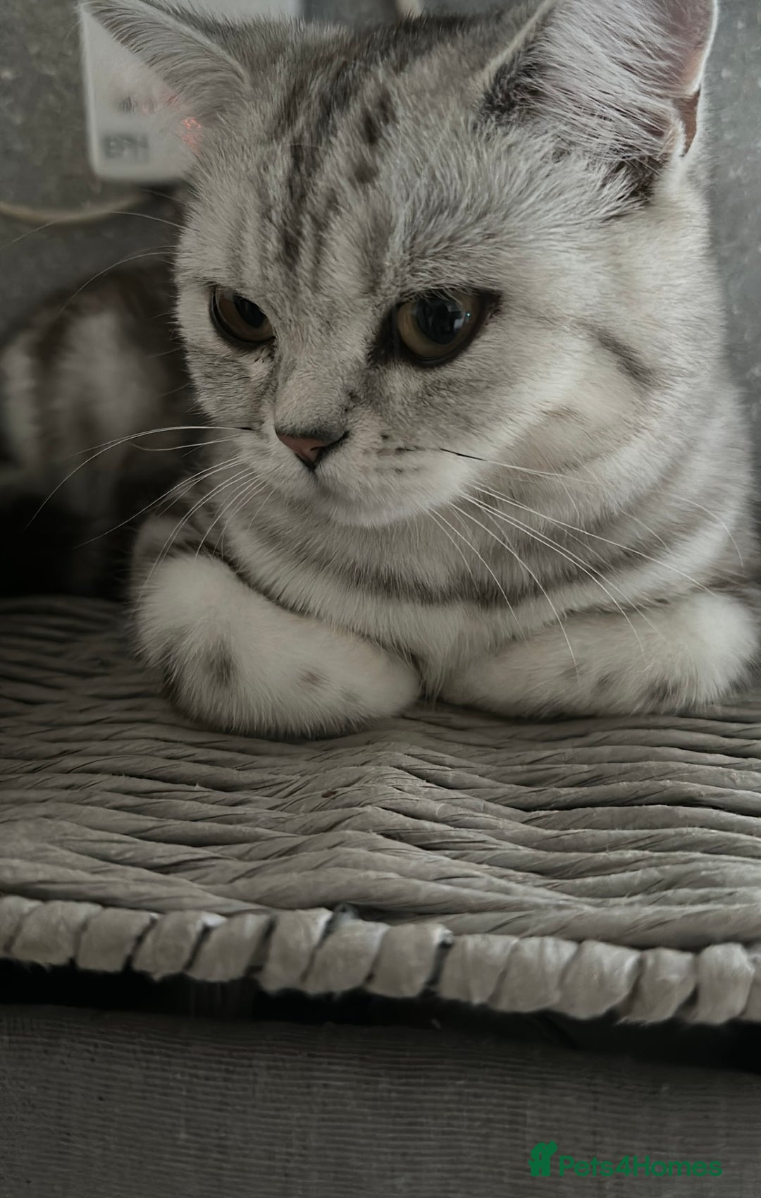 British Shorthair cats for sale: British short hair female xl - Image 3