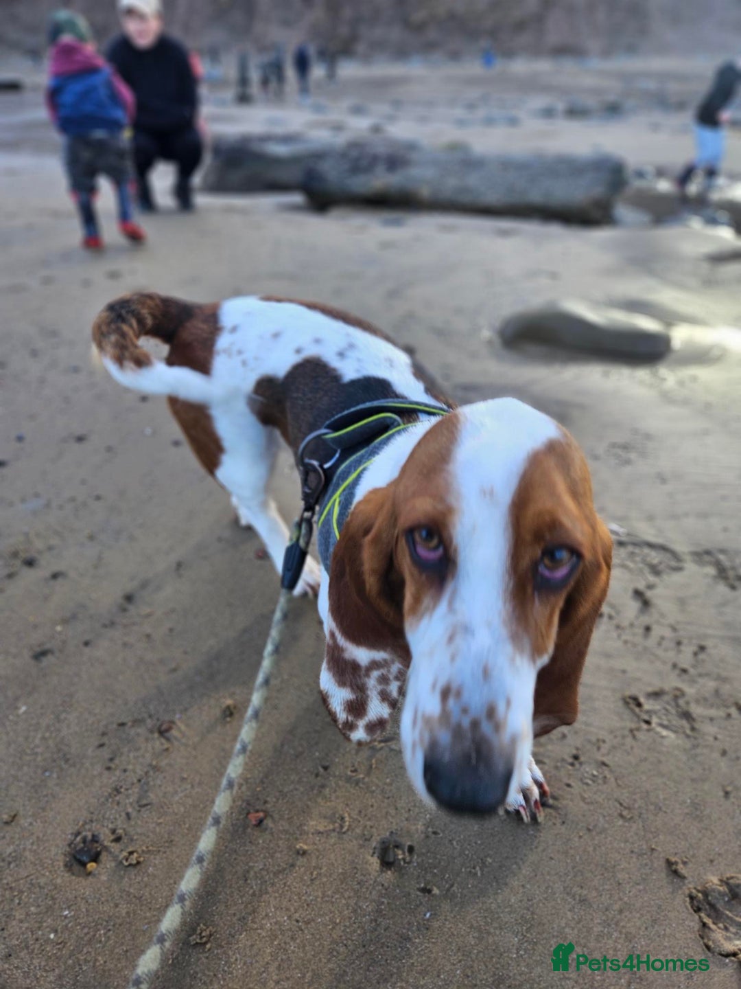 Basset Hound dogs for sale: Exceptional KC Basset Hound Puppies Now Available - Advert 10