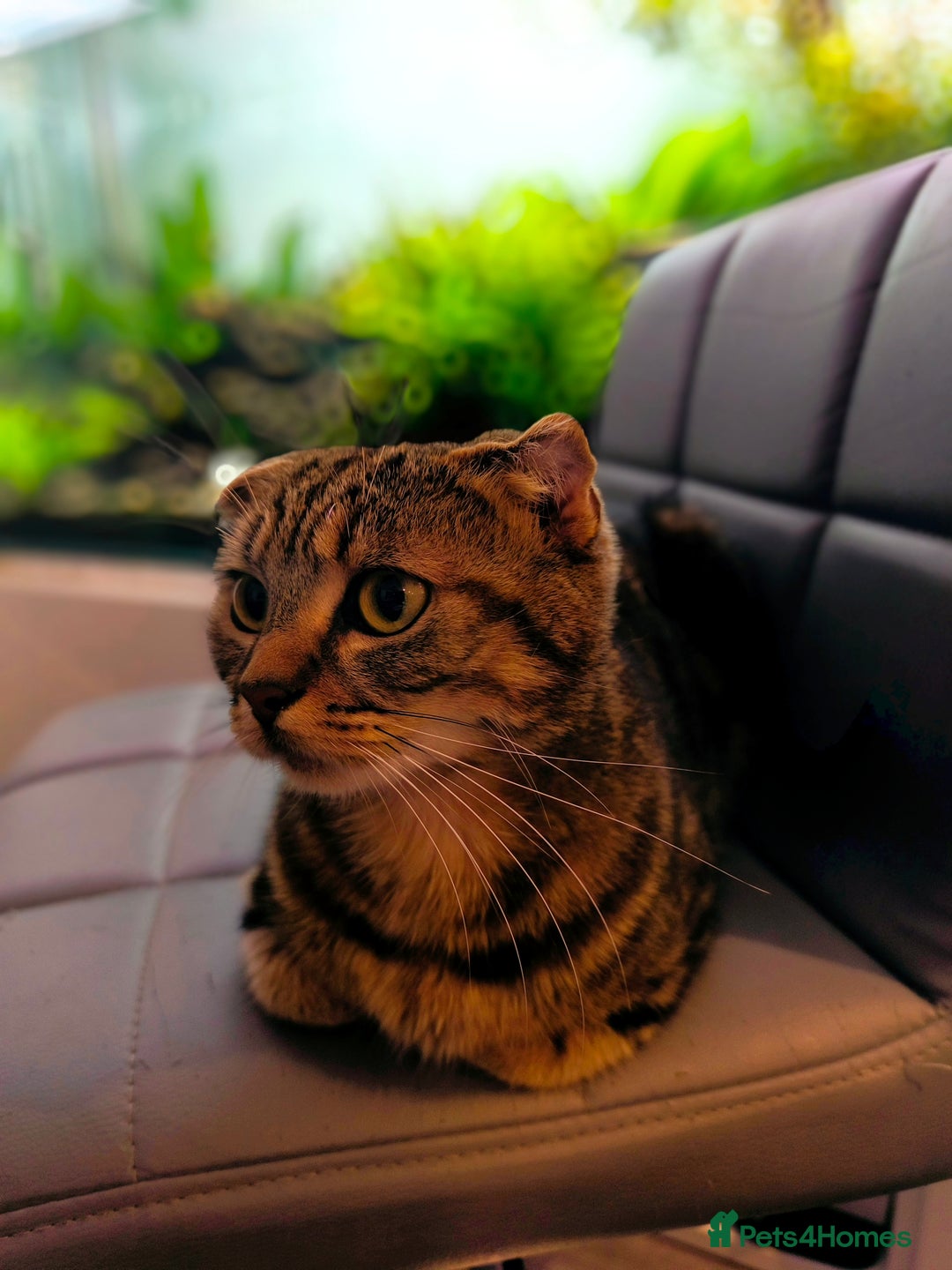 Scottish Fold cats for sale: Do I look cute 🥰 - Advert 2