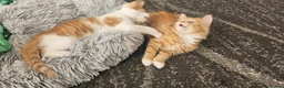 Mixed Breed cats for sale: Cute and fluffy ginger mixed breed - Advert 29