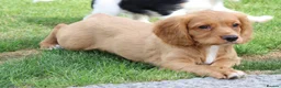 Cockapoo dogs for sale: Cockerlierpoo puppies for sale - Advert 19