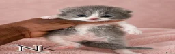 British Shorthair cats for sale: Exceptional GCCF REGISTERED BSH KITTENS - Advert 23