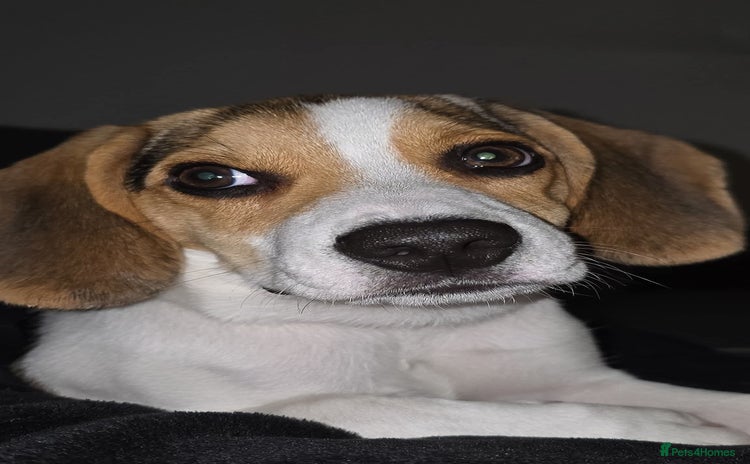 Beagle dogs - Advert 4