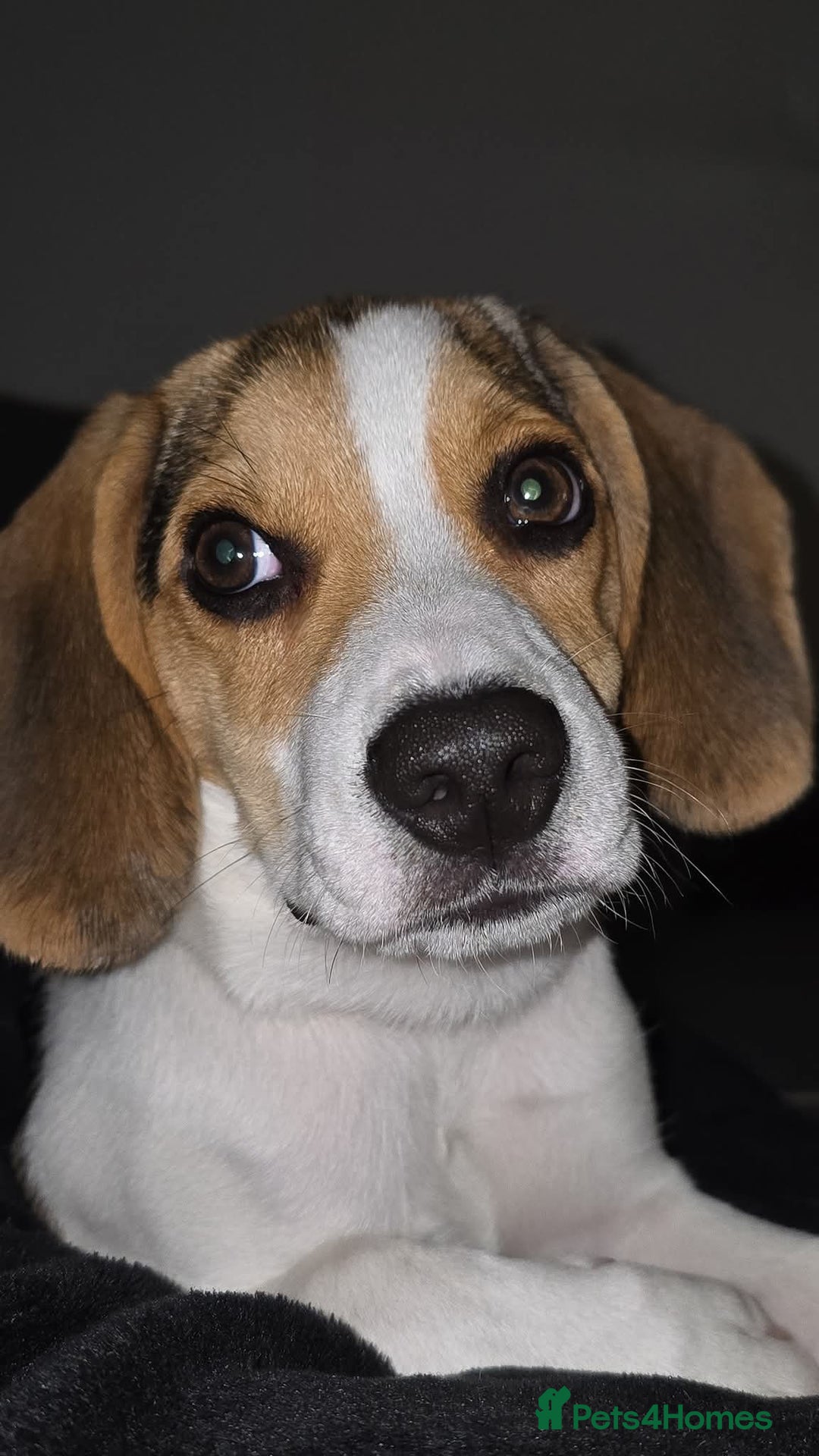 Beagle dogs for sale: This is Reggie  - Image 1