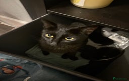 British Shorthair cats for sale: 2 kittens available - Image 2