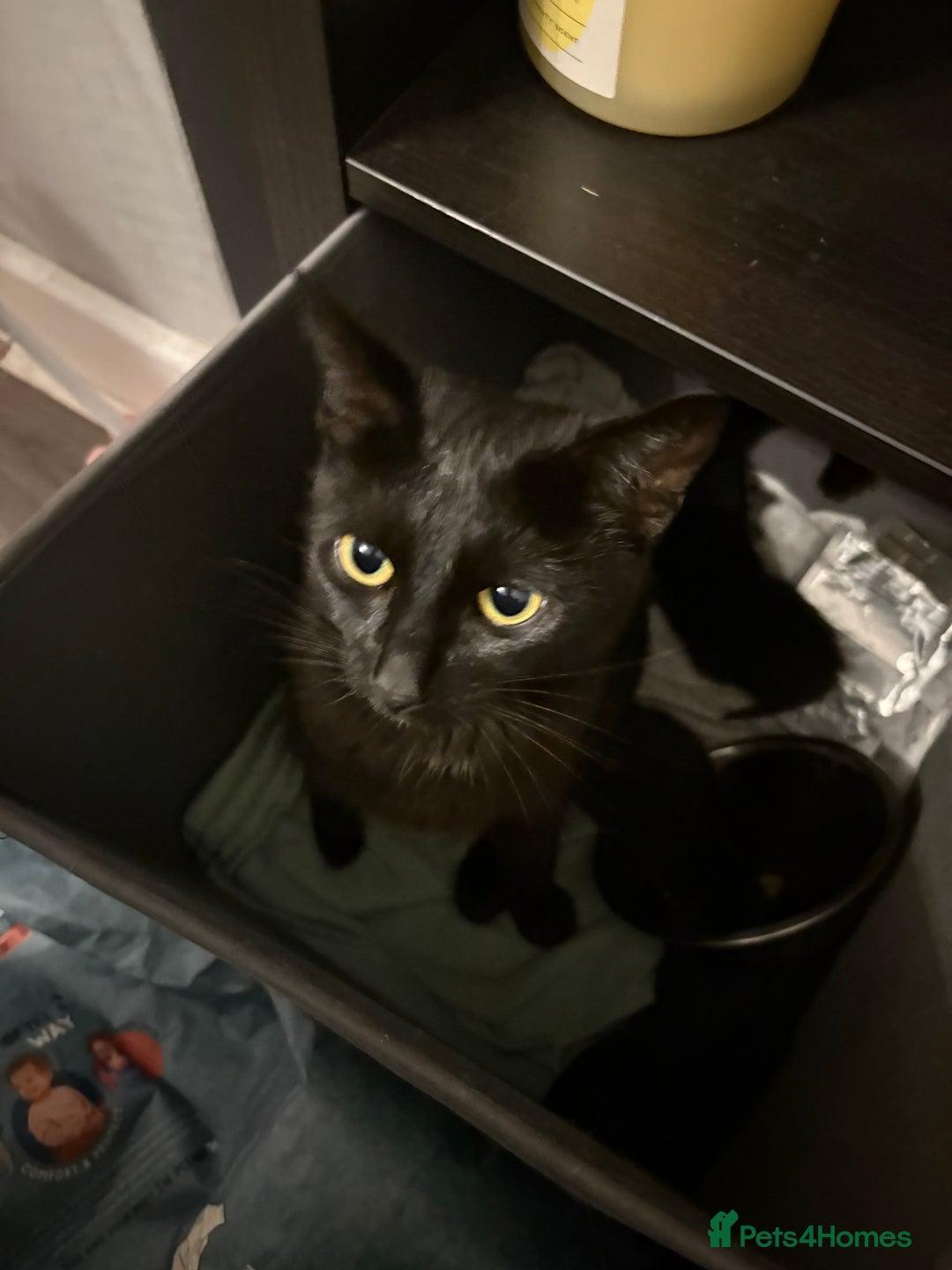 British Shorthair cats for sale: 2 kittens available - Image 2