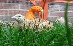 Quail poultry for sale: Covey of 13 Quail  - Image 4