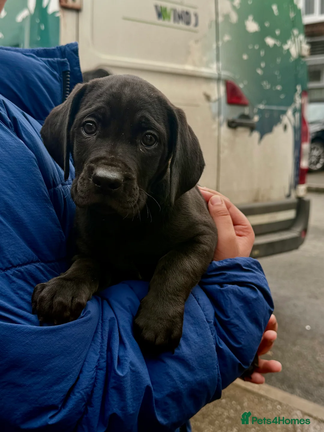Cane Corso dogs for sale: READY TO LEAVE FEMALE ICCF REGISTERED PUPPY  - Advert 1