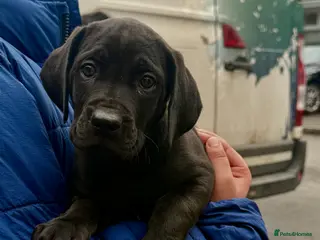 Cane Corso dogs READY TO LEAVE FEMALE ICCF REGISTERED PUPPY - Advert 3