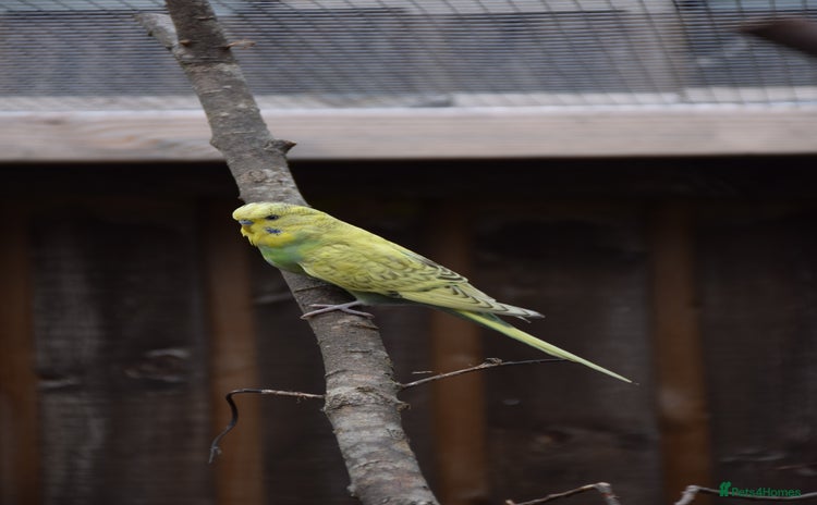 Budgerigars birds - Advert 1