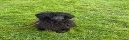 Standard Poodle dogs for sale: Standard poodle female - Advert 3