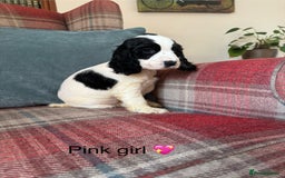 Cocker Spaniel dogs for sale: KC registered, health tested, show type puppies  - Image 5