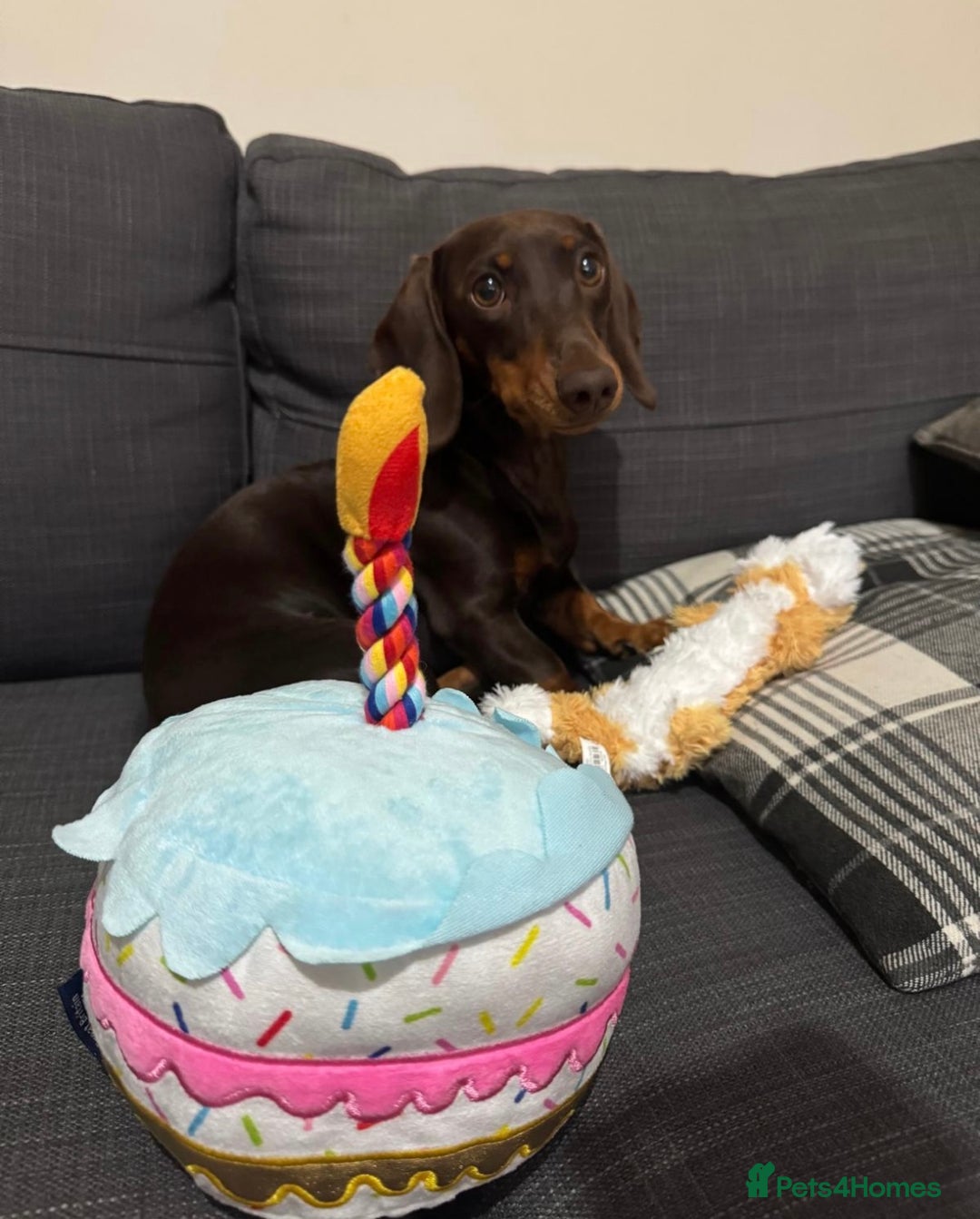 Miniature Dachshund dogs for sale: BEAUTIFUL PRA CLEAR & KC REG MINIS - Advert 10