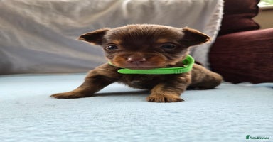 Mixed Breed dogs - Advert 9