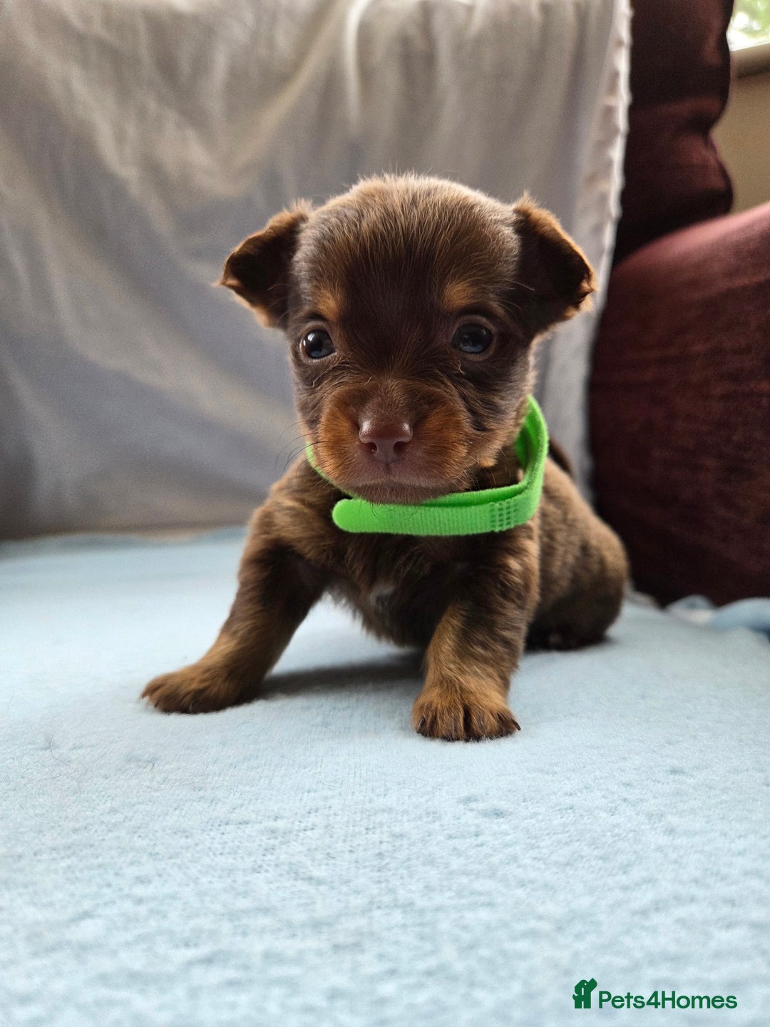 Mixed Breed dogs for sale: Beautiful Jack Russell x Chihuahua Puppies  - Image 19