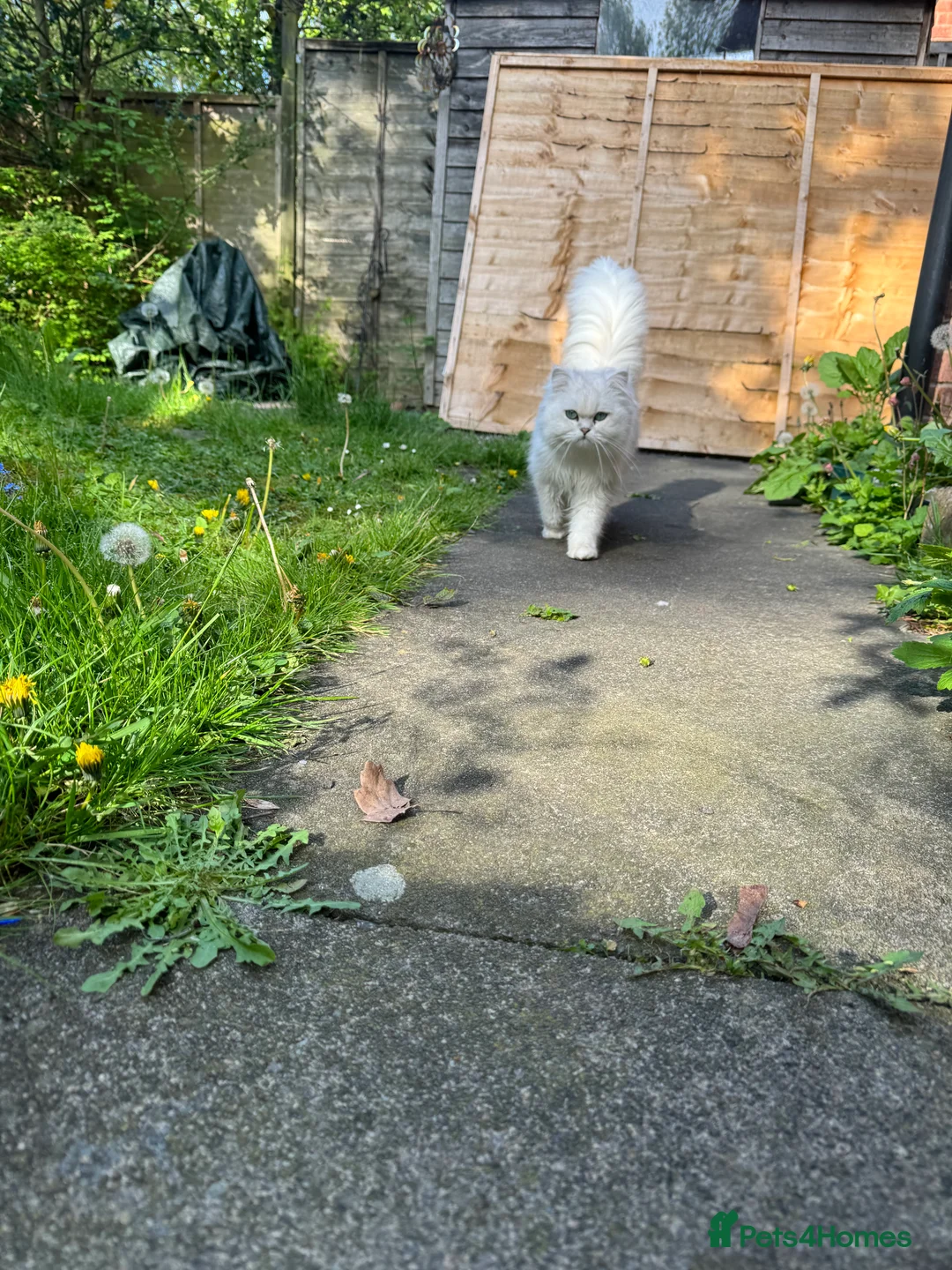 Persian cats for sale: Persian Chinchilla male, white with silver tips - Advert 5