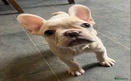 French Bulldog dogs for sale: Beautiful non kc female  - Image 29
