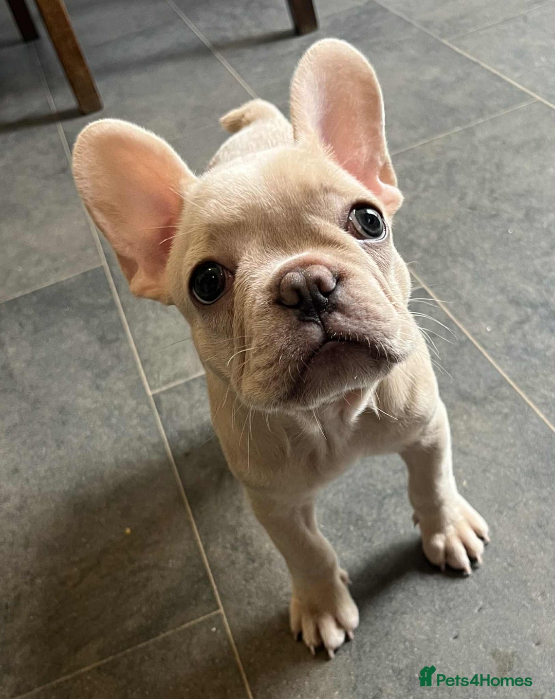 French Bulldog dogs for sale: Beautiful non kc female  - Image 29