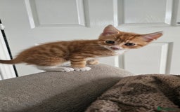 Mixed Breed cats for sale: 07759 033951 1 tabby girl  - Image 19