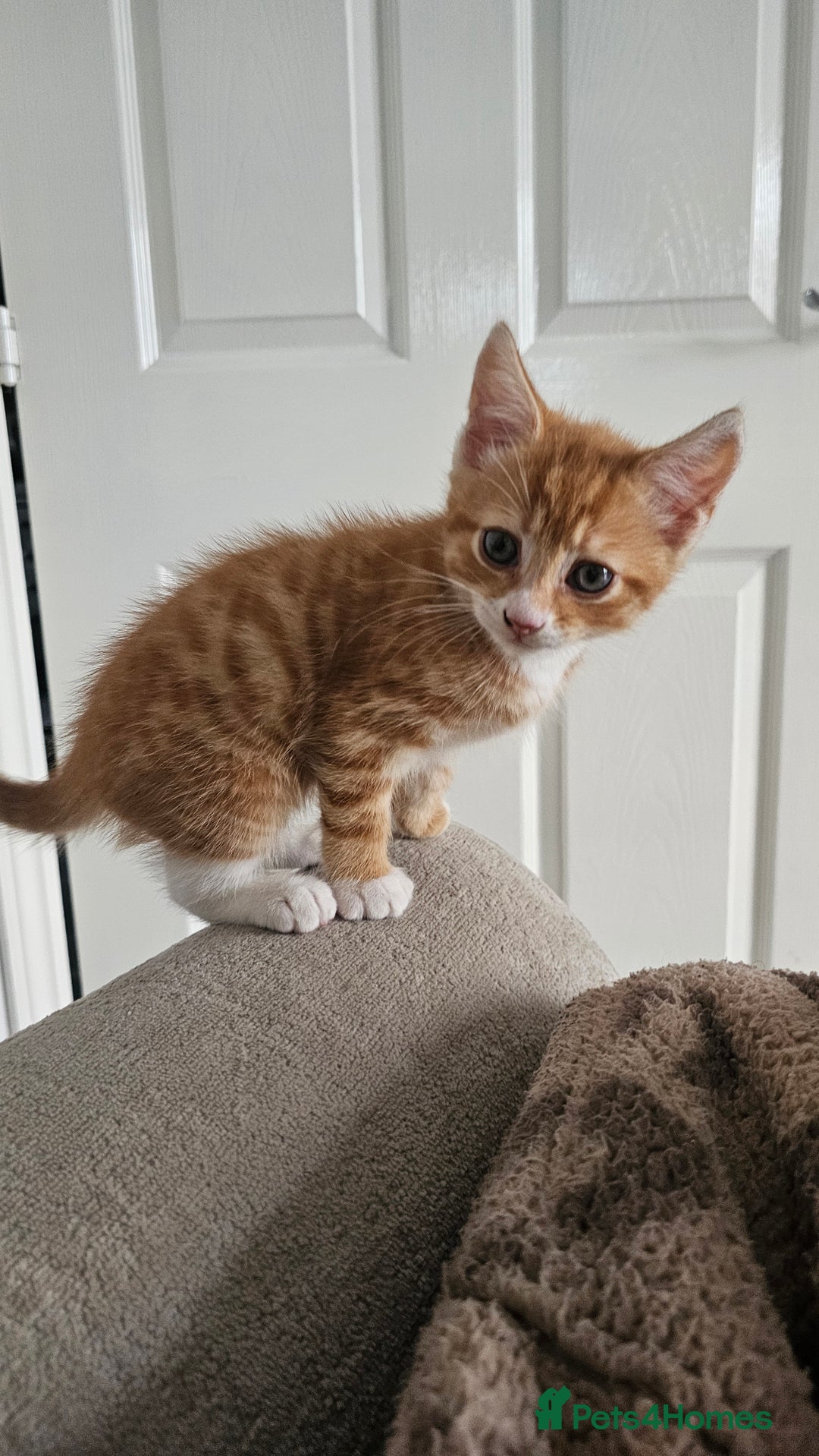 Mixed Breed cats for sale: 07759 033951 1 tabby girl  - Image 19