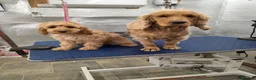 Cockapoo dogs for sale: 1 female F1 Cockapoo - Advert 4