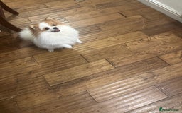 Pomeranian dogs for stud: Pomeranian Male Stud – “Oreo - Advert 7