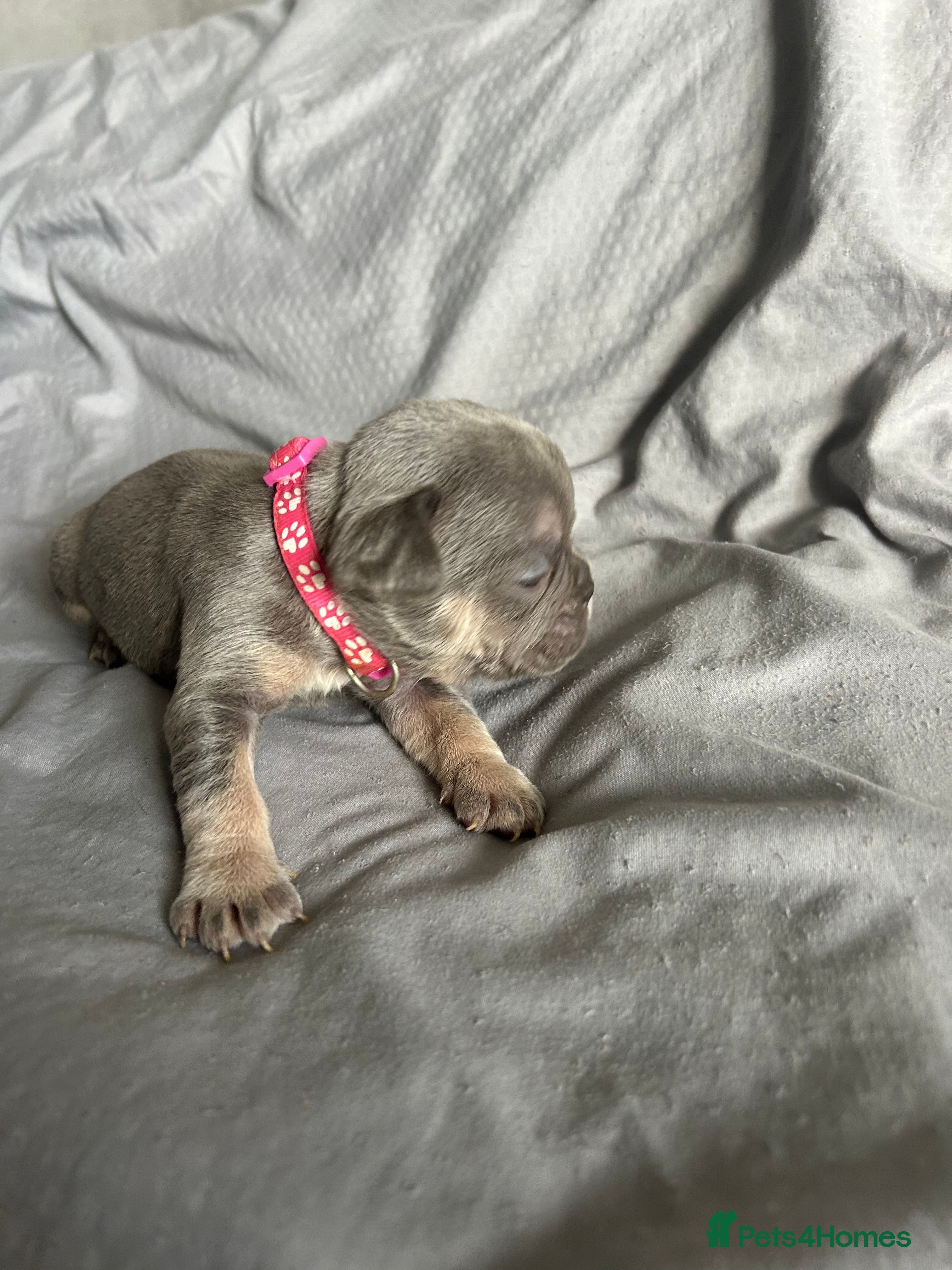 French Bulldog dogs 9 top quality fluffy carrying french bulldogs  - Advert 20