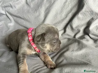 French Bulldog dogs 9 top quality fluffy carrying french bulldogs - Advert 20