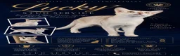 Abyssinian cats for stud: 🏆🏵️🏵️🏵️🥇Exceptional Abyssinian Stud - Advert 1