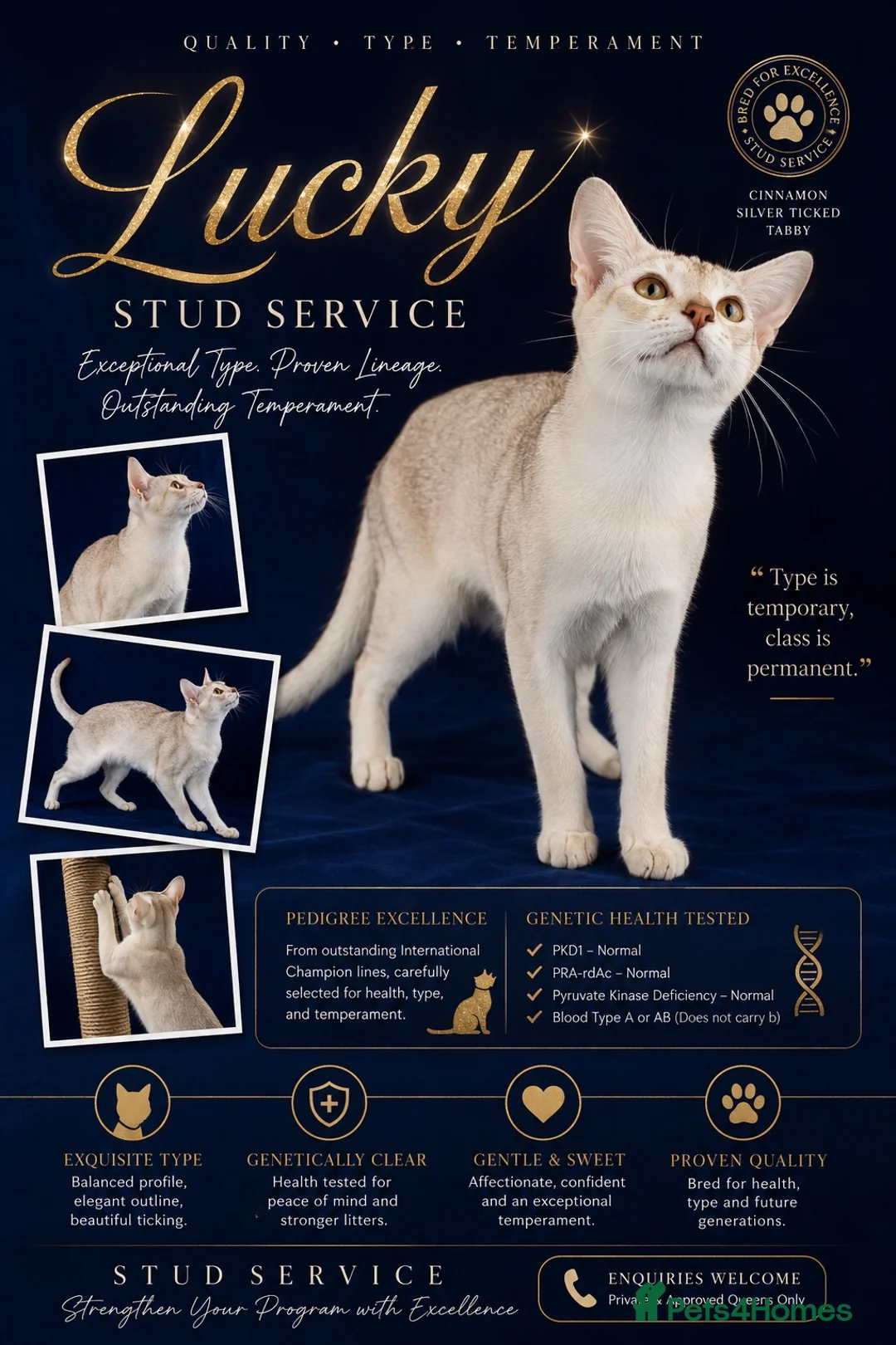 Abyssinian cats for stud: 🏆🏵️🏵️🏵️🥇Exceptional Abyssinian Stud - Advert 1