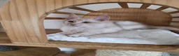 Maine Coon cats for sale: Three beautiful Maine Coon kittens - Advert 15