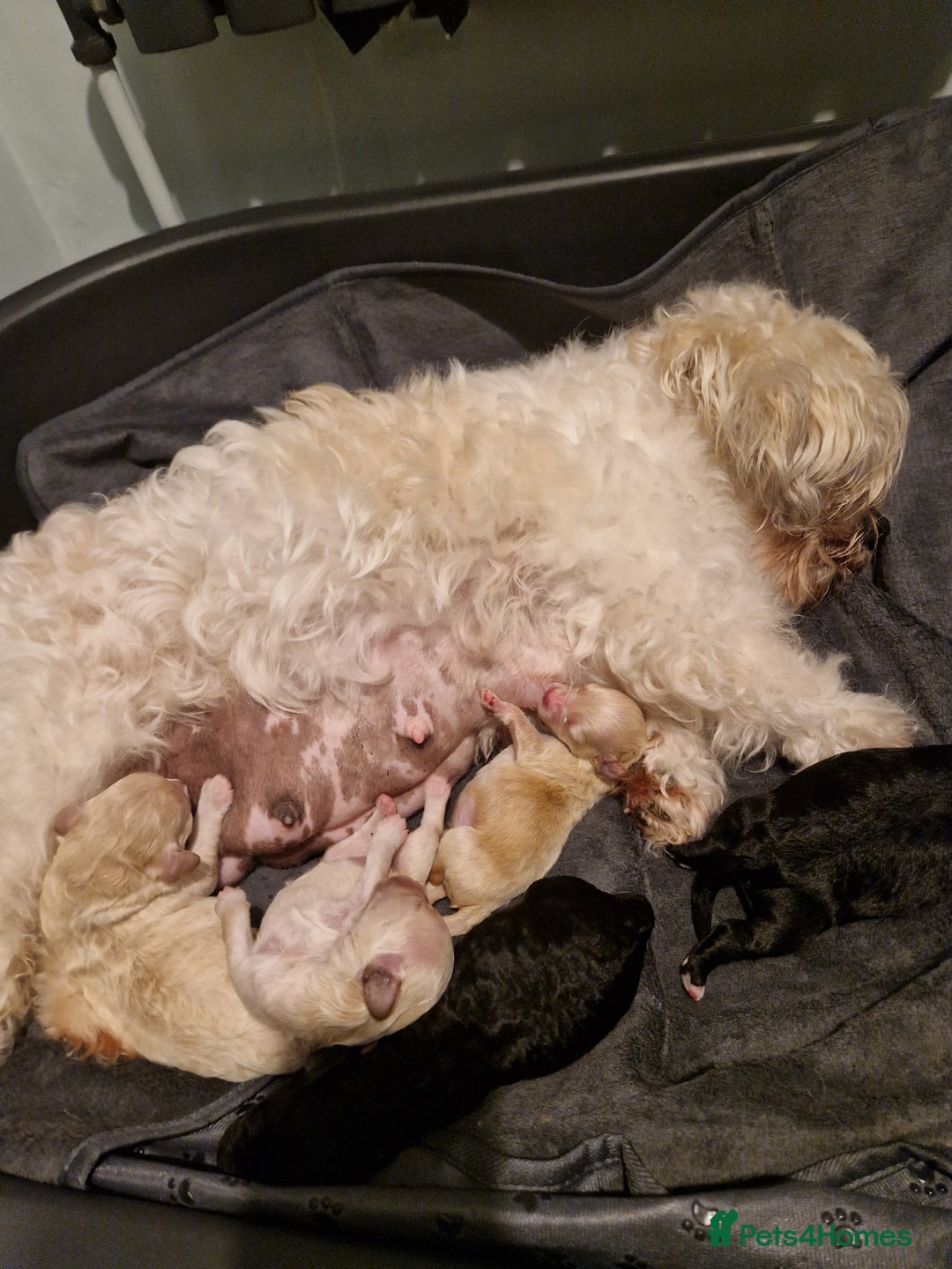 Poochon dogs for sale: 5 Cute and Cuddly Poochons  j  - Advert 12