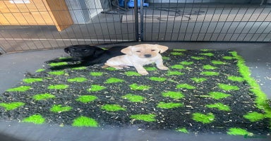 Labrador Retriever dogs - Advert 7