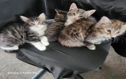 Mixed Breed cats for sale: 4 tabby kittens  - Advert 9