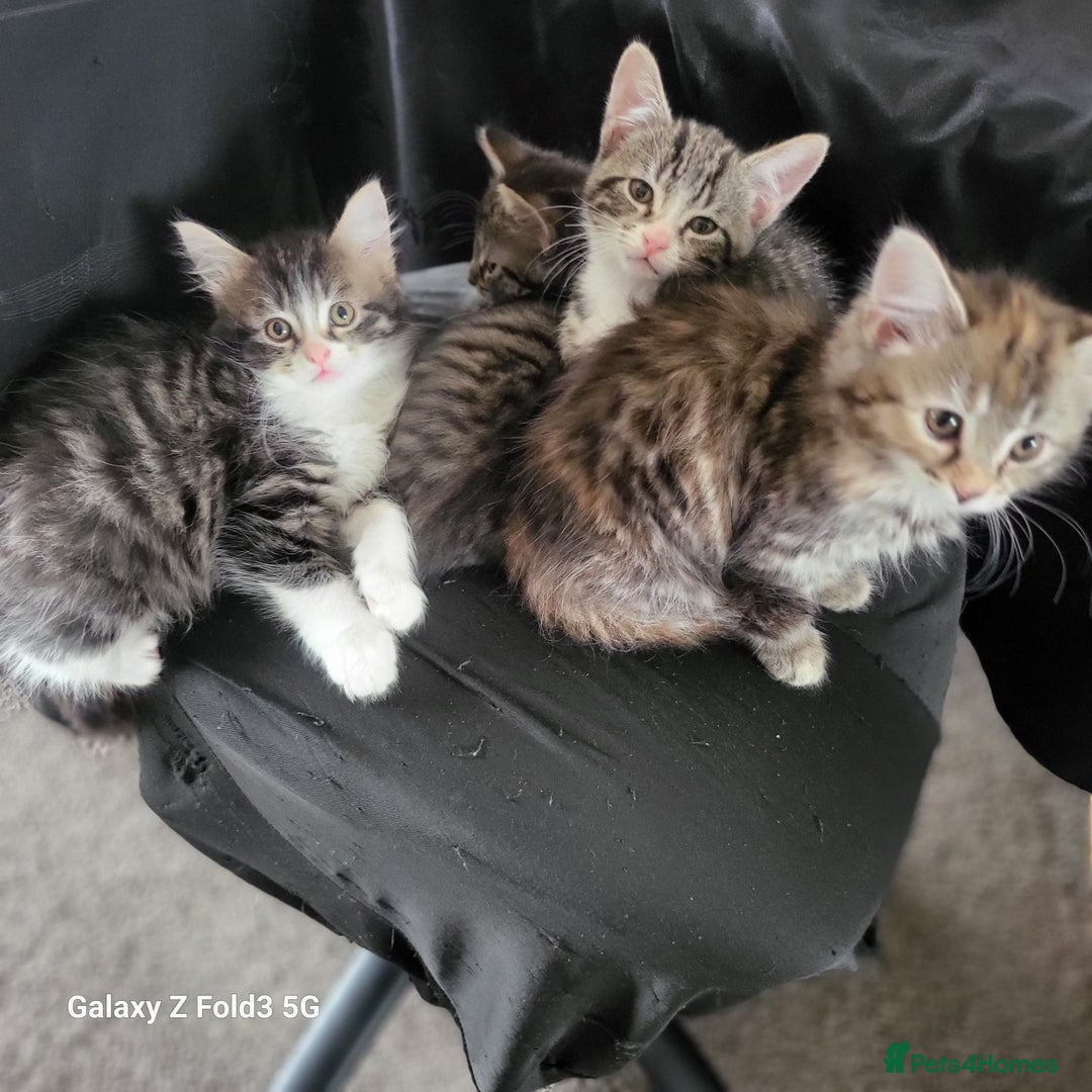 Mixed Breed cats for sale: 4 tabby kittens  - Advert 9