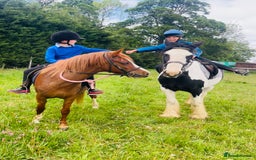 Welsh Section A horses for sale: Beautiful Welsh sec a mare pony club/family pony - Image 4