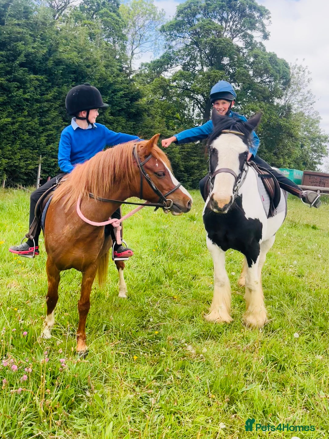 Welsh Section A horses for sale: Beautiful Welsh sec a mare pony club/family pony - Image 4