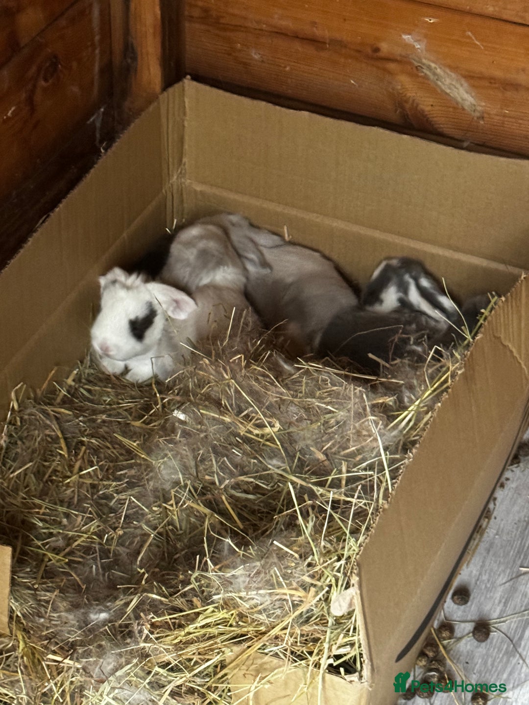 French Lop rabbits for sale: 🩵Stunning litter pure bred blue eye French lops🩵 - Image 16