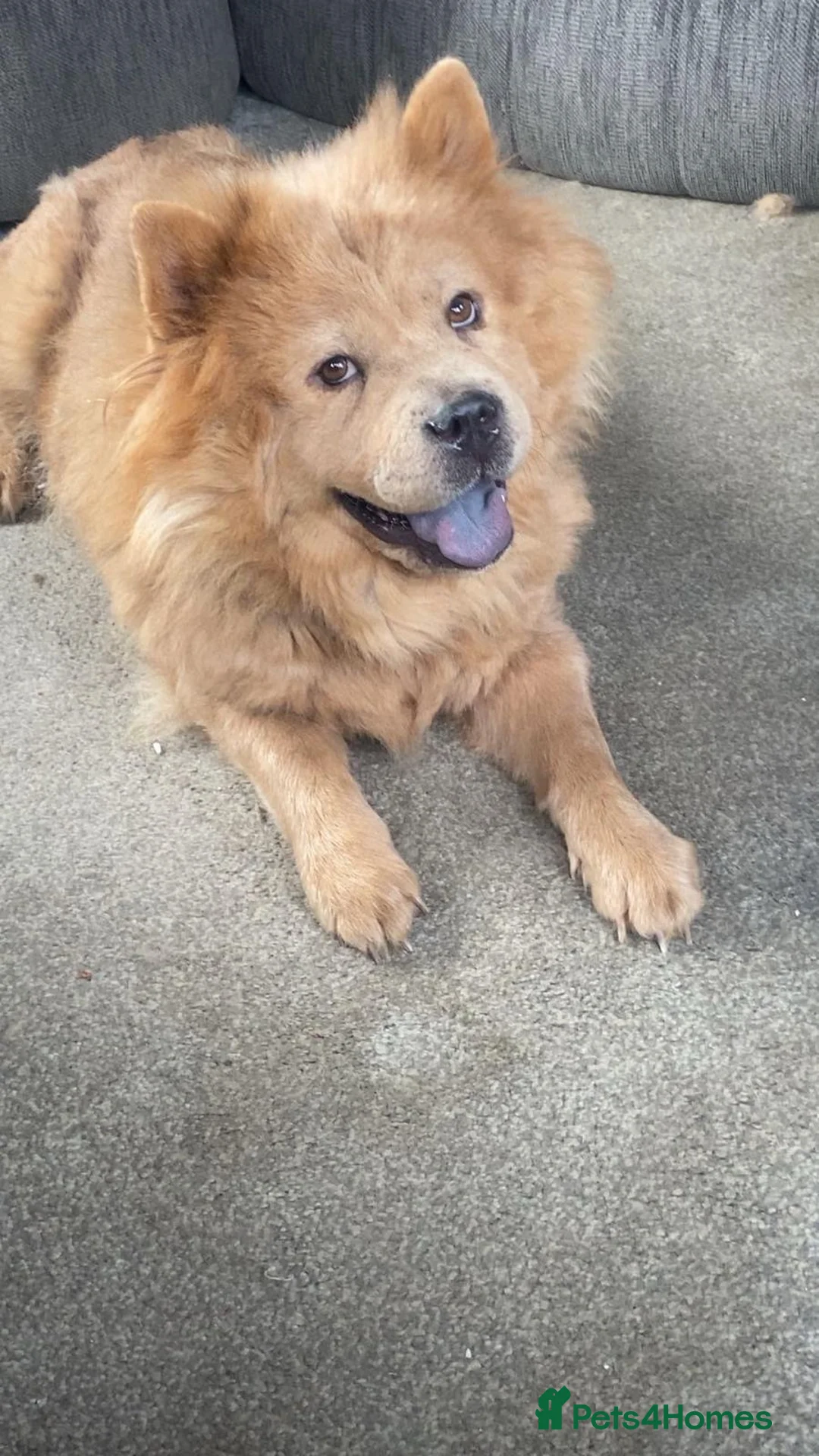 Chow Chow dogs for sale: Chow chow  - Advert 1