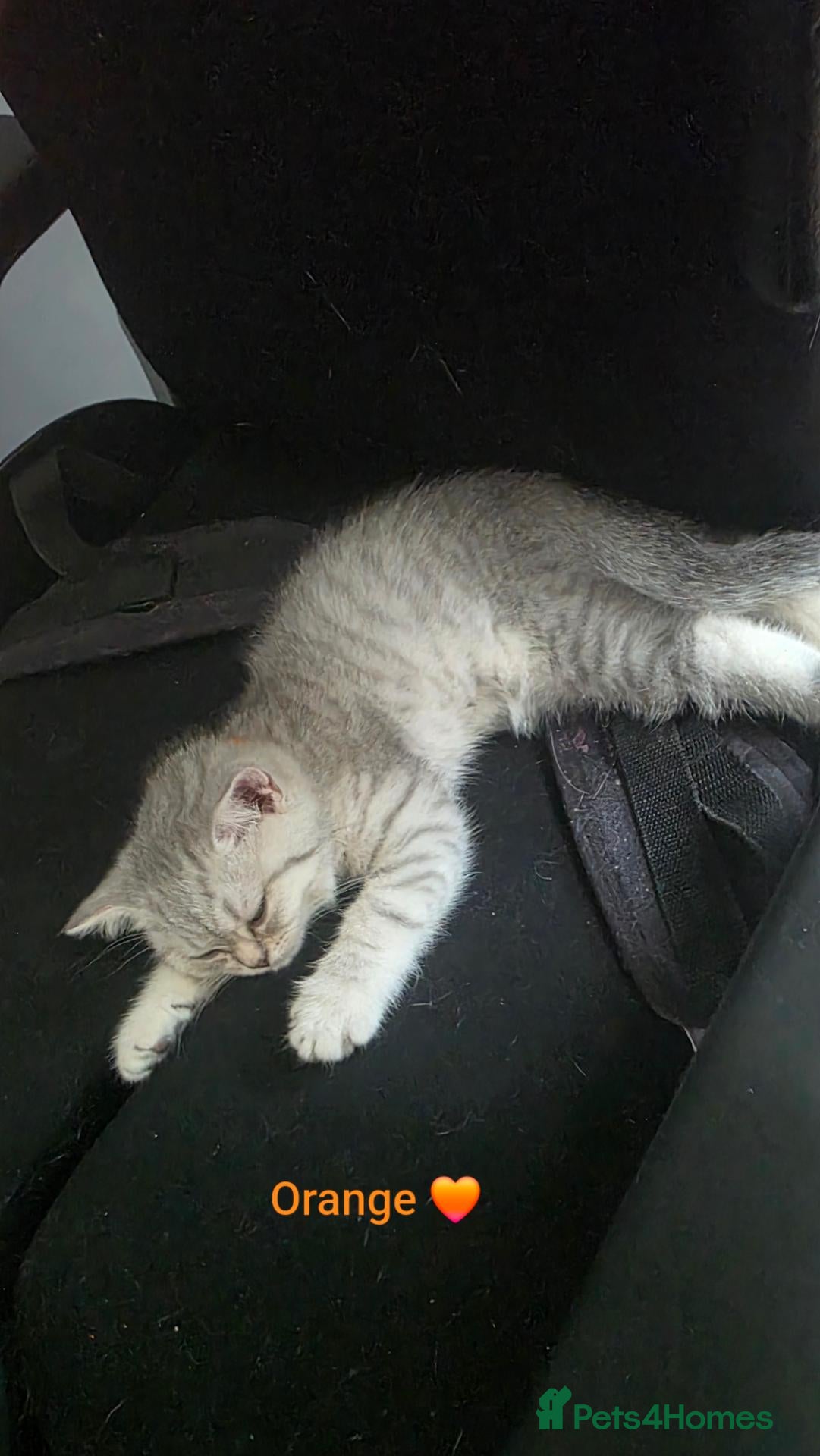 Scottish Fold cats Kitten 🐈🐈  - Advert 2