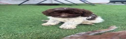 Cockapoo dogs for sale: 4 beautiful f1 cockapoos - Advert 4