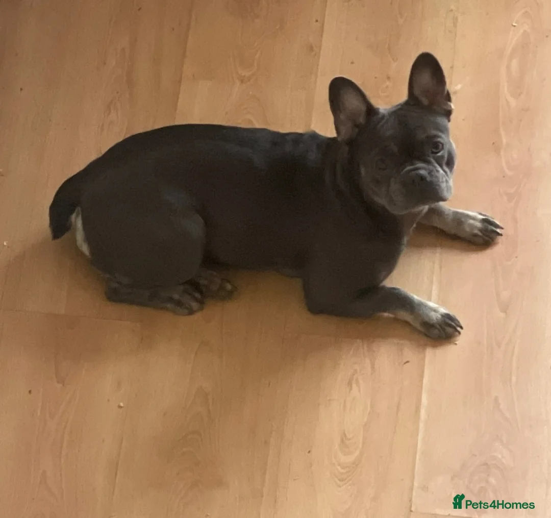 French Bulldog dogs for sale: Beautiful Blue Female French Bulldog | Spayed  in Sutton Coldfield - Advert 3