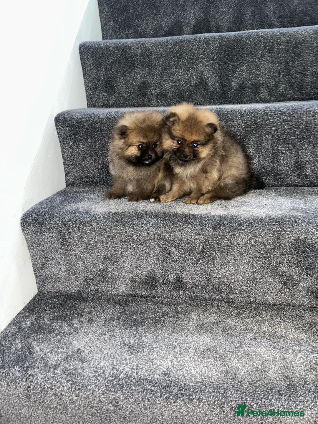 Pomeranian dogs for sale: 3 XXS FULL POMERANIAN RUSSIAN BREED PUPS  - Advert 7